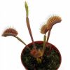 Przykladowe oferowane sztuki/ egzemplary plants 